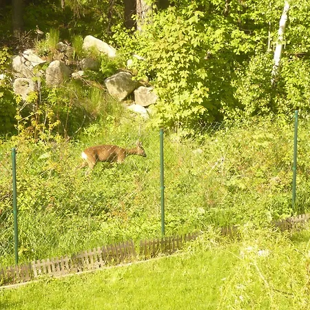 Wynajem Pokoi Willa Pod Lasem-2
